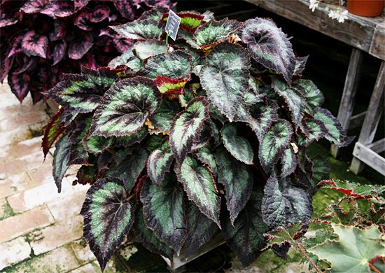 B. ‘Izayoi’